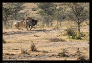  Lion fight � J. Zinn